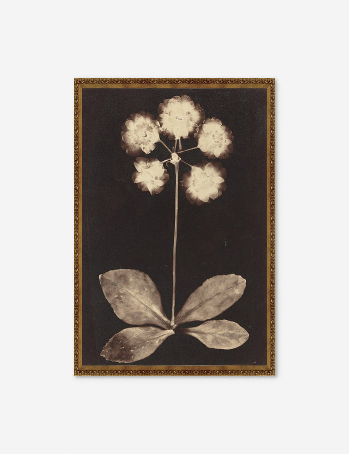 #size::11--x-16- #color::gold #size::20--x-30- #frame-option::framed | Gold framed Botanical black and beige Photogram Print