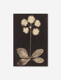 #color::unframed #size::18--x-28- #size::9--x-14- #frame-option::unframed | Unframed Botanical black and beige Photogram Print
