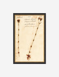 #color::black #size::11--x-17-
